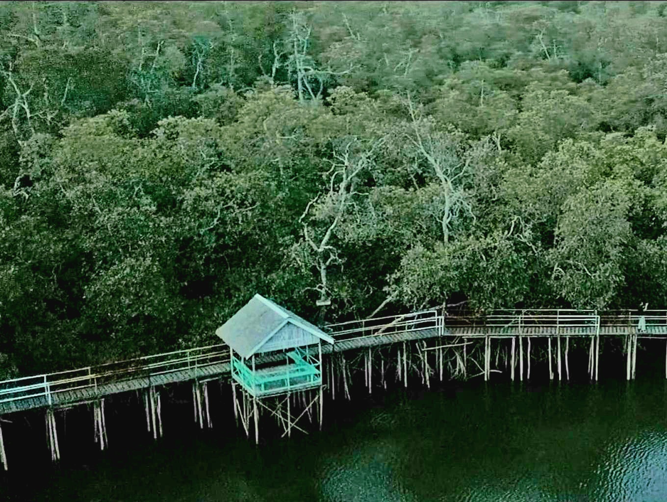 Hutan Mangrove Mentawir