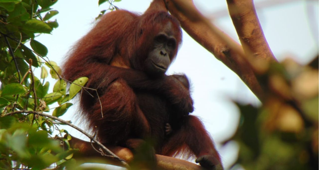 pusat suaka orang utan di ikn