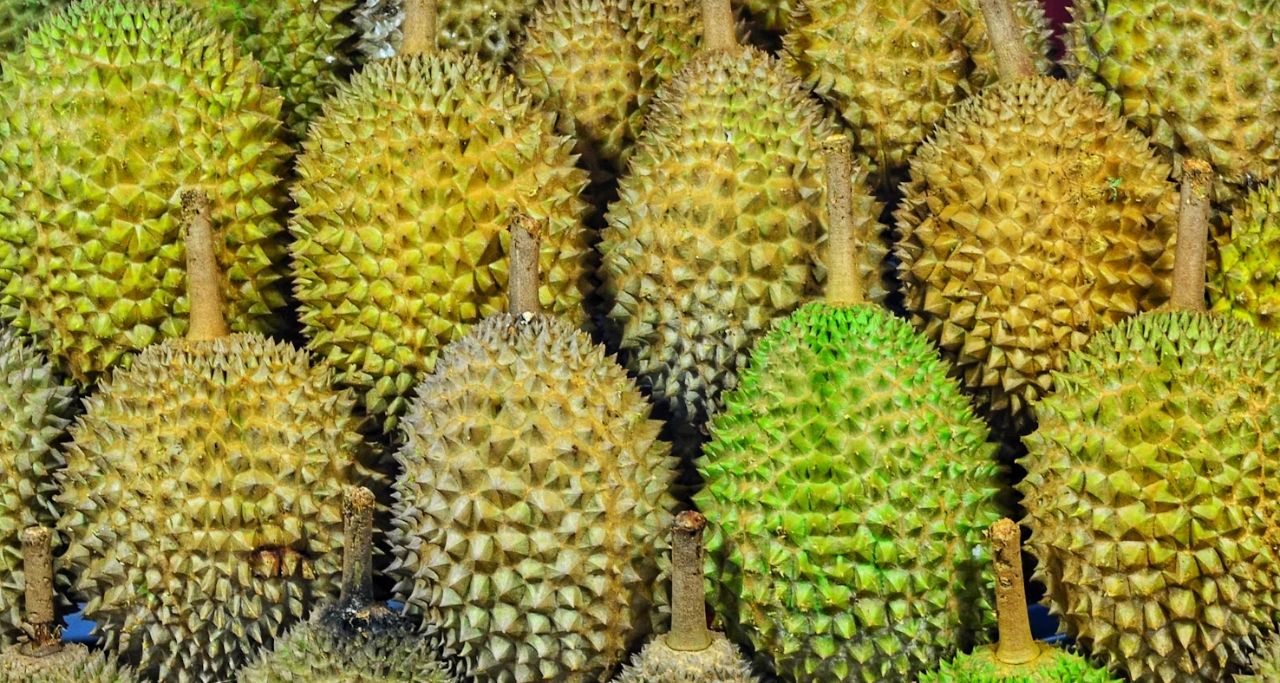 kebun durian ikn