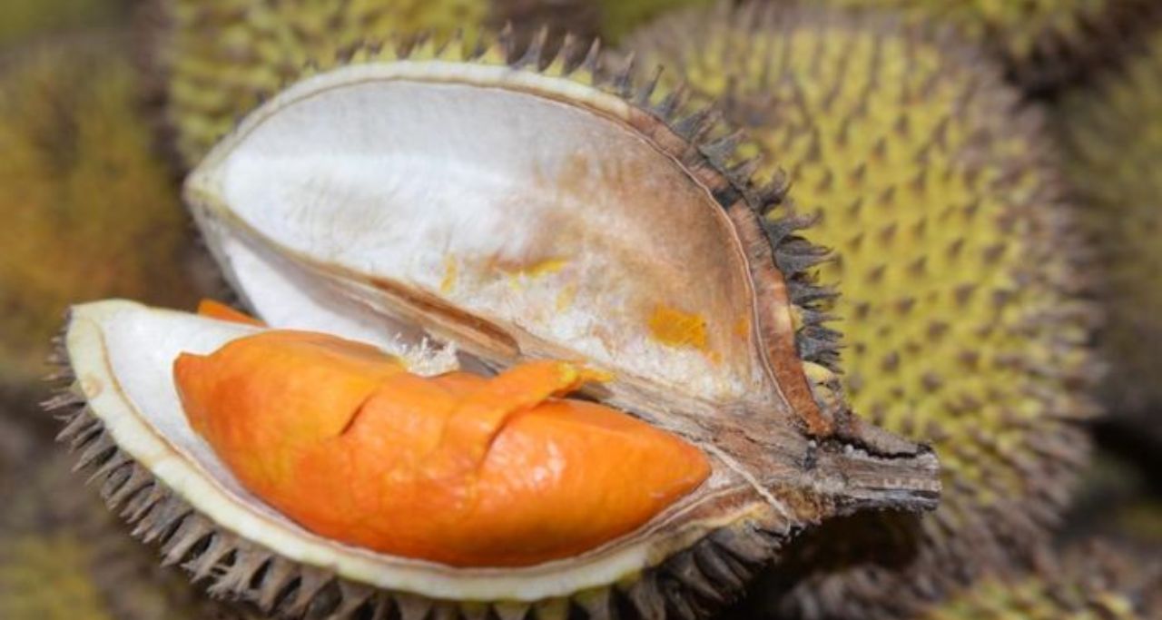 kebun durian ikn