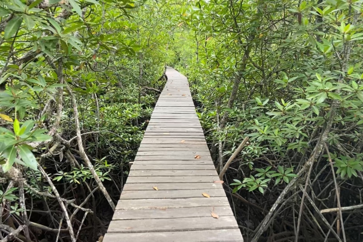 hutan mangrove mentawir