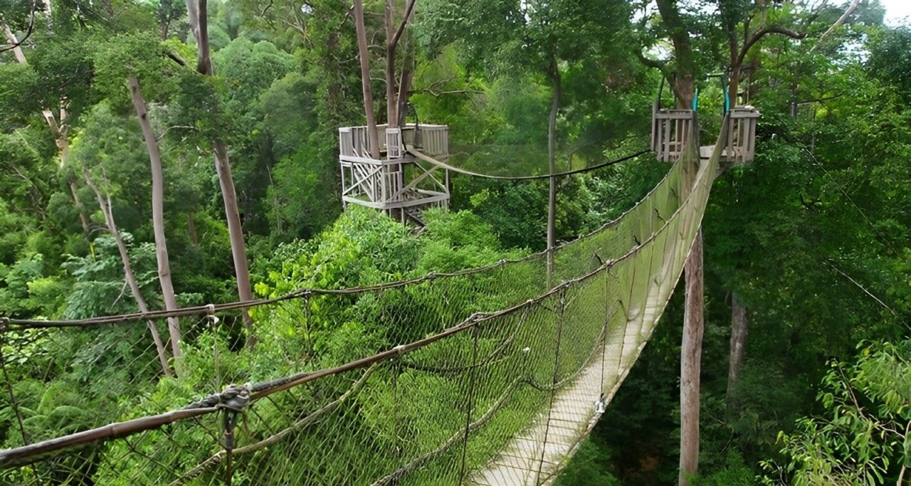 bukit bangkirai di kalimantan timur