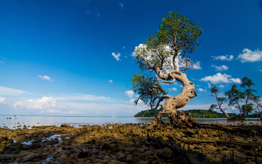 Asal Mula Nama Pulau Bawean.jpg