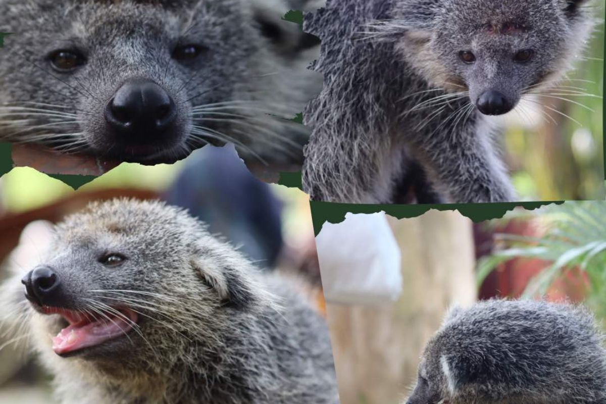 Binturong di Rumah Ulin Arya.jpg