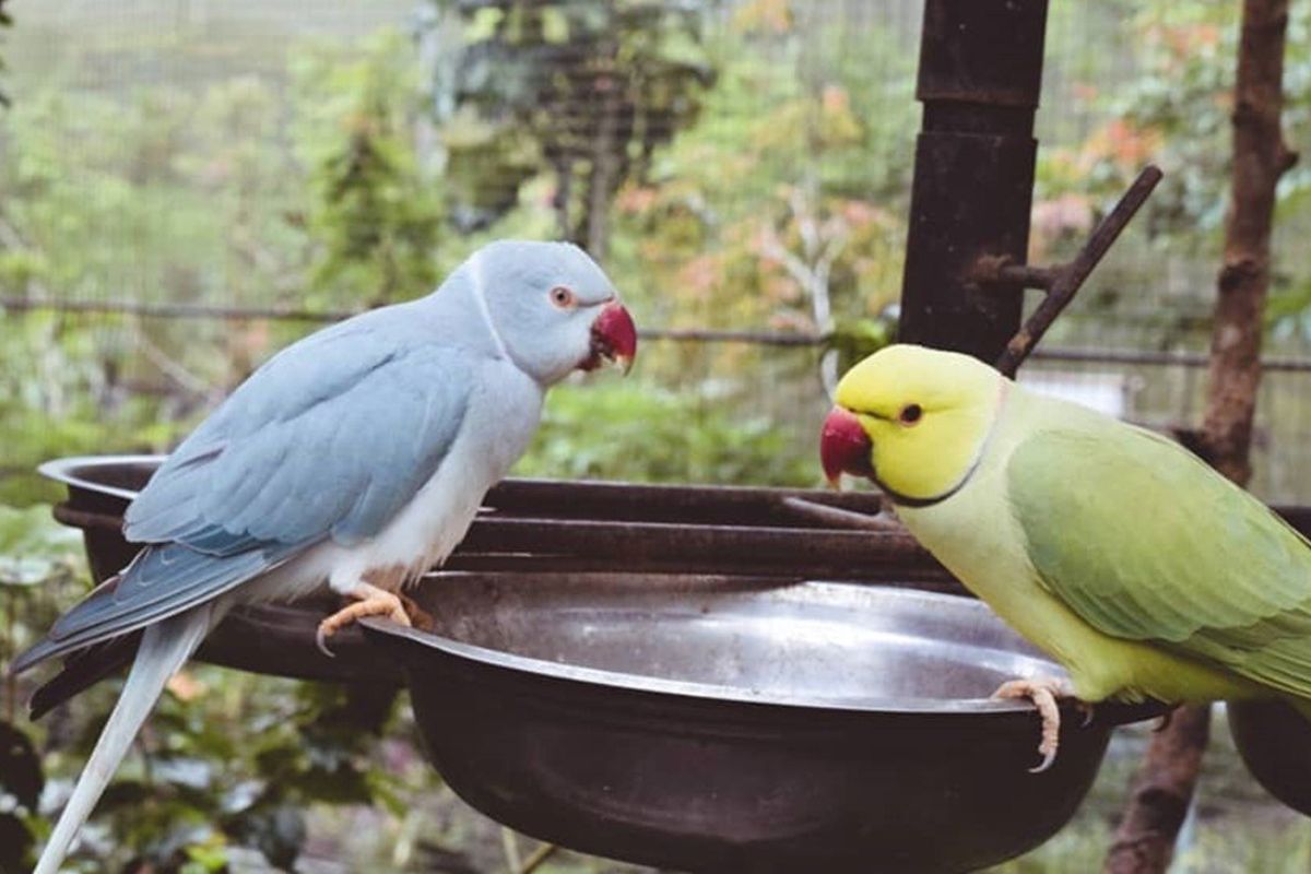 Burung di Bird Pavilion Bandung.jpg