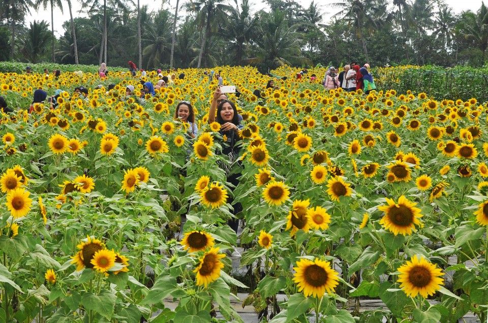 Fasilitas Taman Bunga Impian Okura.jpg