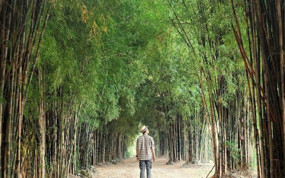 Hutan Bambu Surabaya.jpg