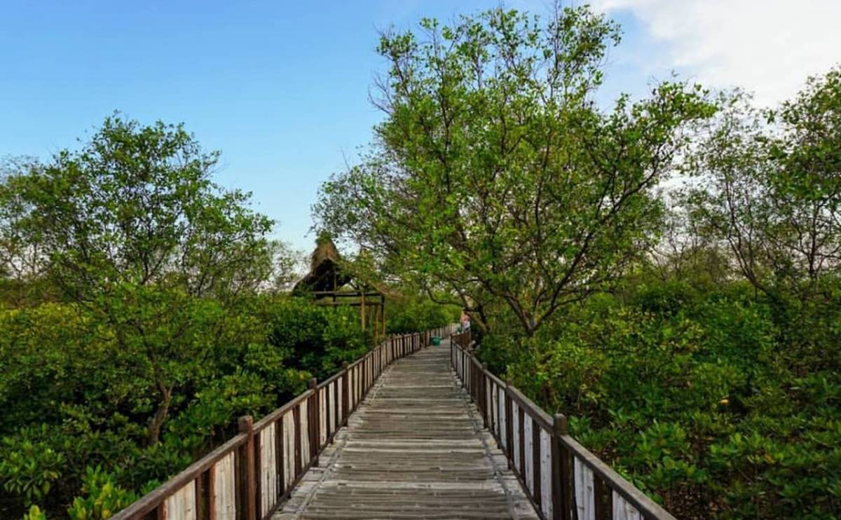 Hutan Mangrove Wonorejo.jpg