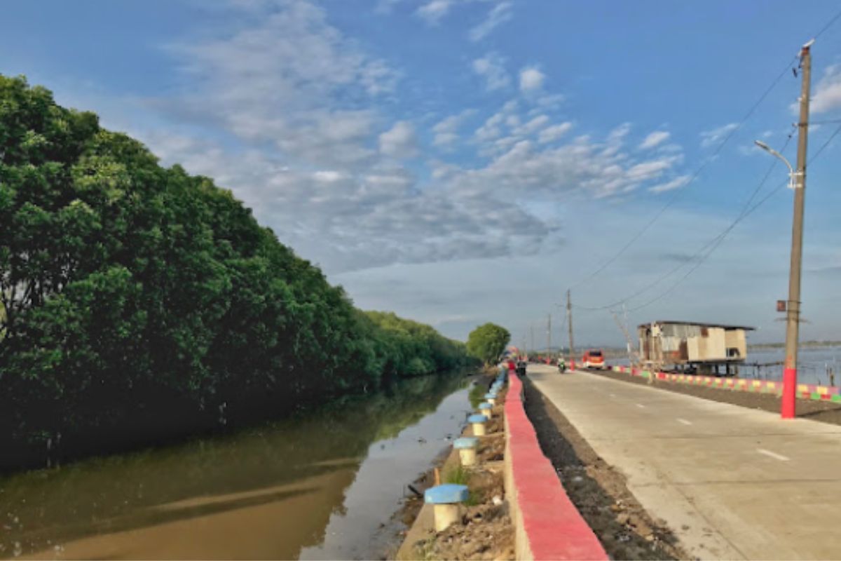 Hutan Mangrove yang Mulai Rimbun.jpg