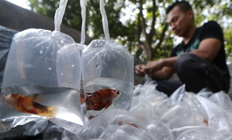 Pasar Parung Bogor Sentra Ikan Hias Terbesar Di Indonesia