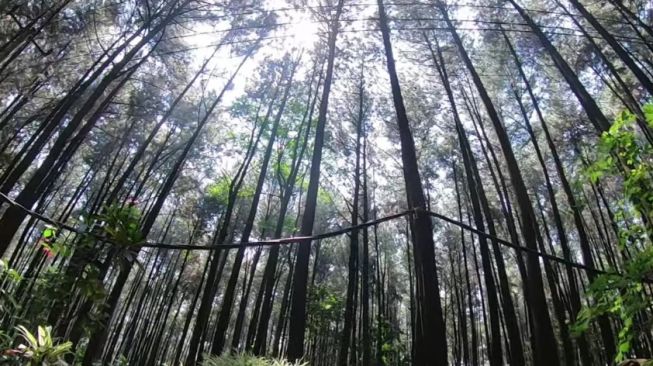 Lanskap Hutan Pinus yang Teduh.jpg