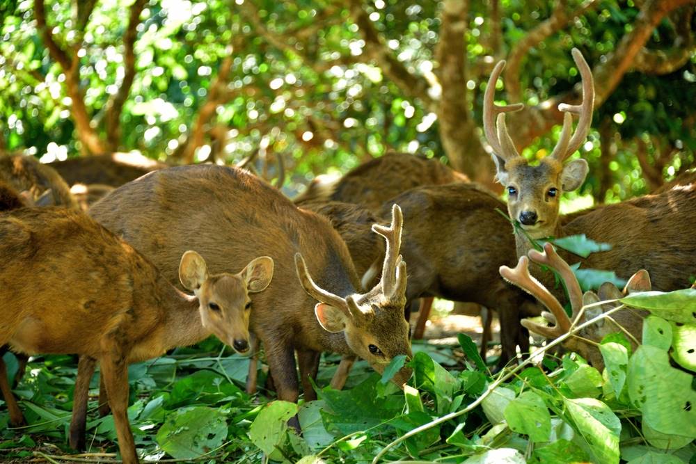 Memberi Makan Rusa Bawean.jpg