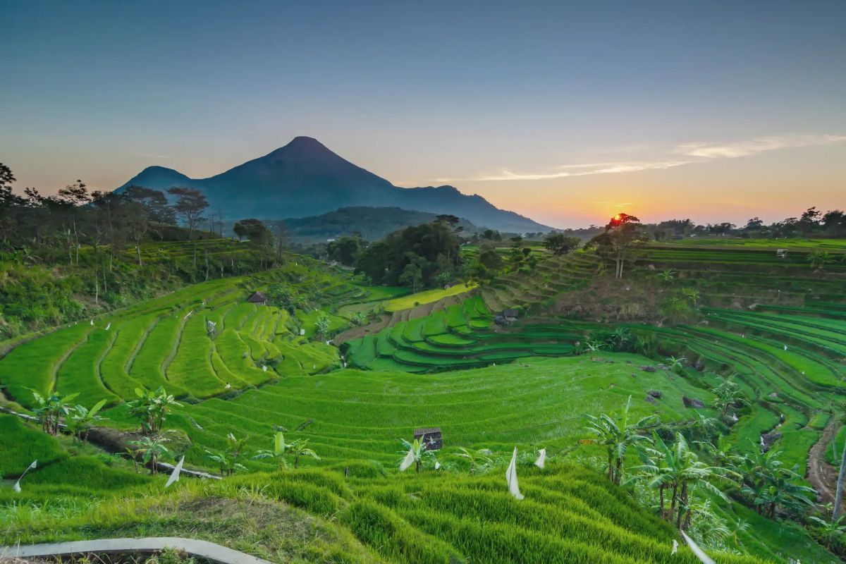 Pemandangan hijau di Mojokerto.jpg