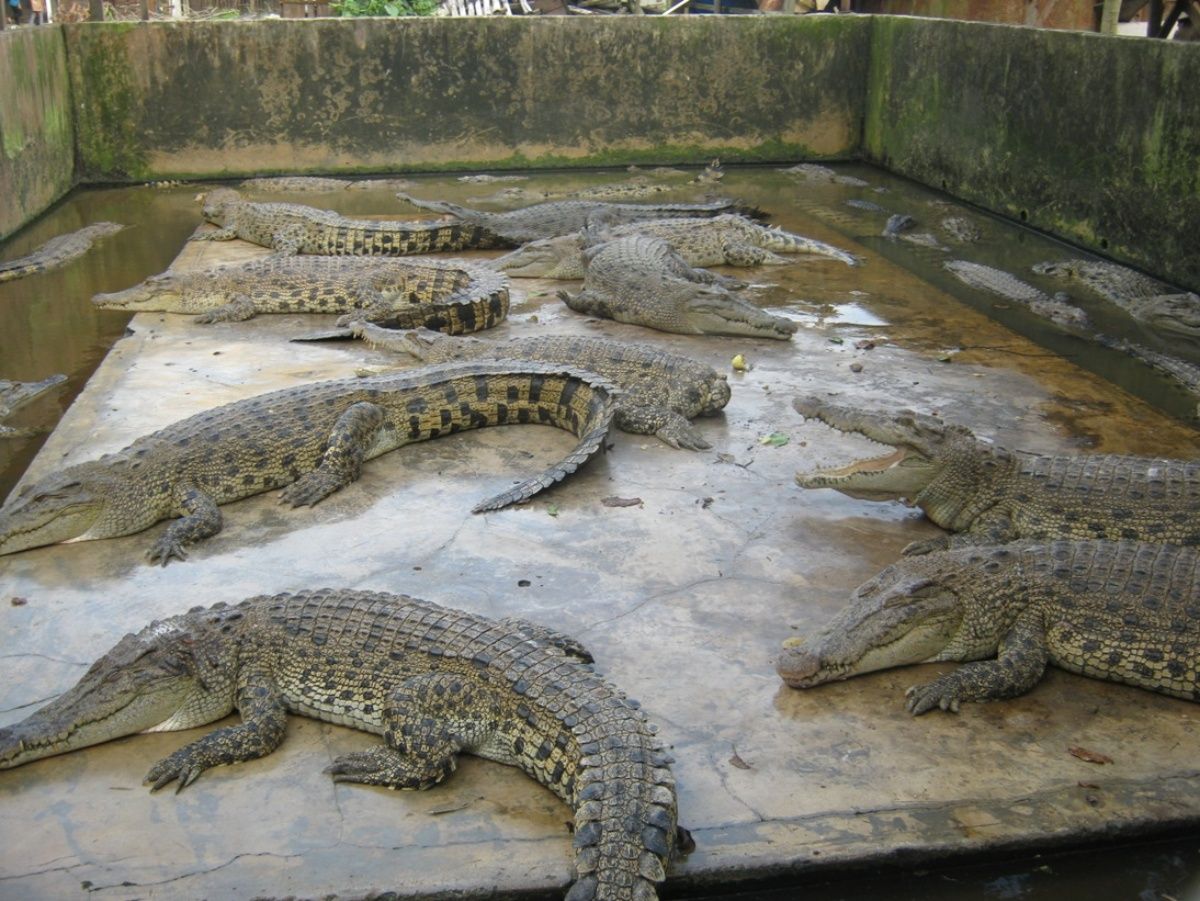 Taman Buaya Asam Kumbang Medan.jpg